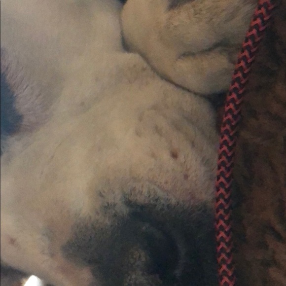 Meet your Posher, Tyson - Picture 1 of 1